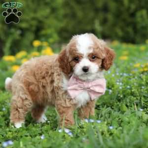 Bambi, Cavapoo Puppy